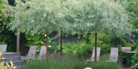 Ukrasno drveće i grmlje: vrba kruška